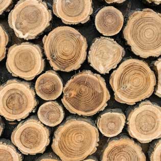 troncs d'arbres avant transformation en emballages en bois