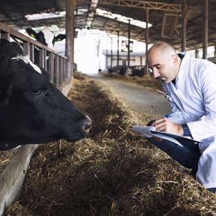 analyse du foin d'une vache