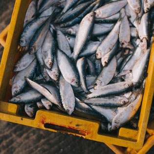 poissons dans une barquette