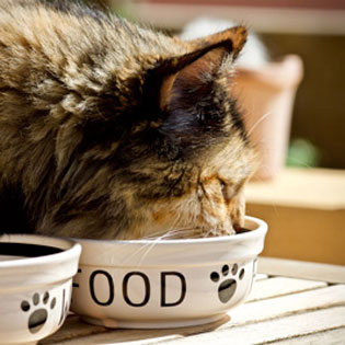 chat mangeant dans une gamelle