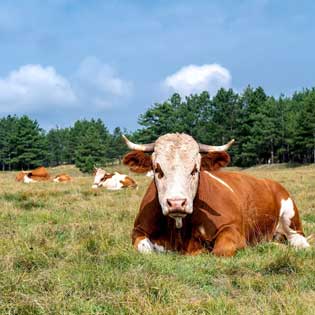 troupeau de vaches allongées dans un pré