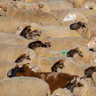 moutons d'élevage