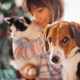 chien fixant l'objectif avec en arrière-plan une femme câlinant un chat