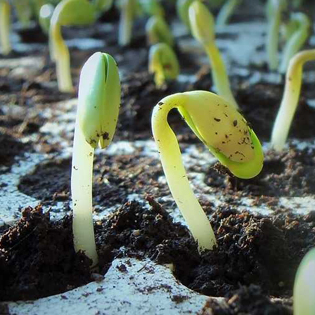 semences plantées
