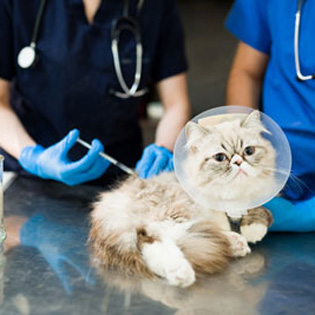 vétérinaire en train d'injecter un médicament à un chat
