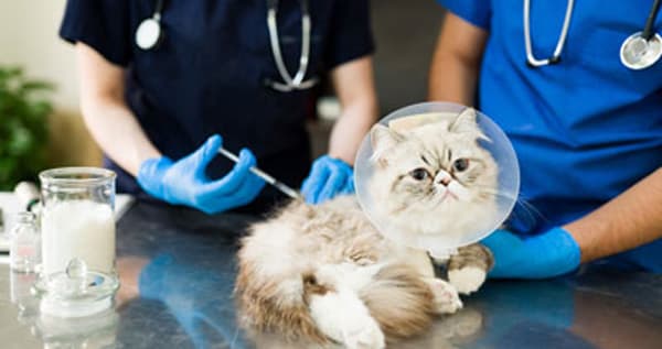 Le marché des cliniques vétérinaires à l’heure de la financiarisation